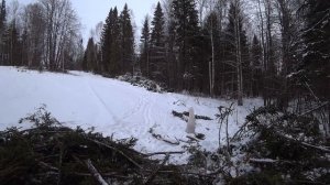 Сбор шишки еловой на семена. Выгодно или нет? Сколько я выручил с шишки за день.