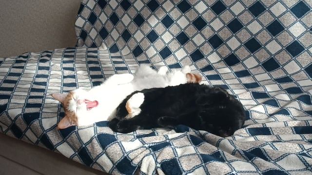 Кузя и Кнопка смотреть онлайн