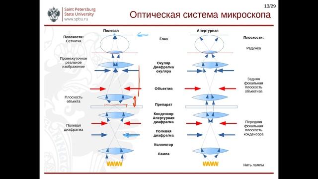 Основы гистологической техники. Лекция 7. смотреть онлайн