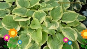 Хоста гибридная Фрагрант Букет. Краткий обзор, описание характеристик hosta hybrida Fragrant Bouque
