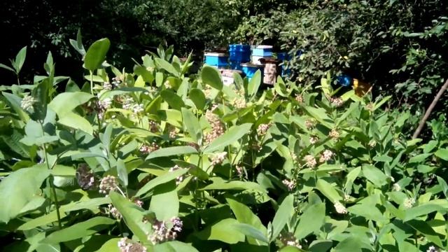 сирийский ваточник смотреть онлайн