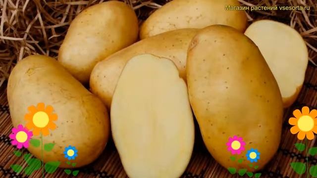 Картофель семенной. Краткий обзор, описание характеристик, где купить картофель Мечта смотреть онлайн