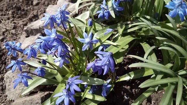 Пчёлы - символ тепла. смотреть онлайн