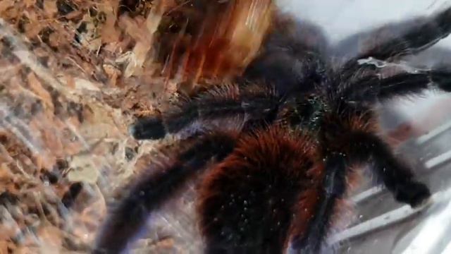 Top 10 list: 10 exotic pets you can actually keep in the UK 2022 смотреть онлайн