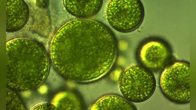 спирулина и хлорелла смотреть онлайн