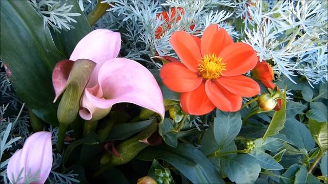 чудеса природы - цветы смотреть онлайн