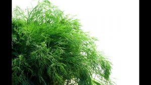 ПРОДУКТЫ С ВИТАМИНОМ С: ТОП 10