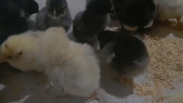 🐤🐥 GLC: Cuidados com os pintinhos nos primeiros dias de vida, dicas... смотреть онлайн