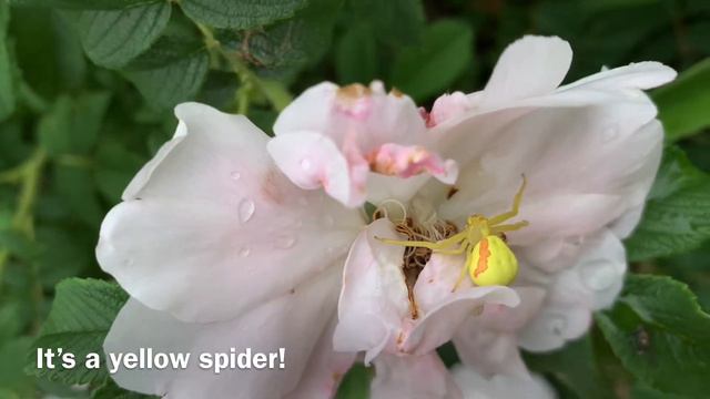 Miniature Roses and Summer Blooms | What’s Blooming in the Perennial Garden Today смотреть онлайн