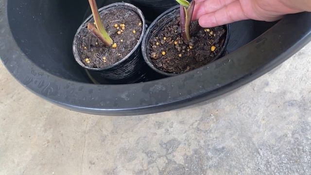 Colocasia mojito смотреть онлайн