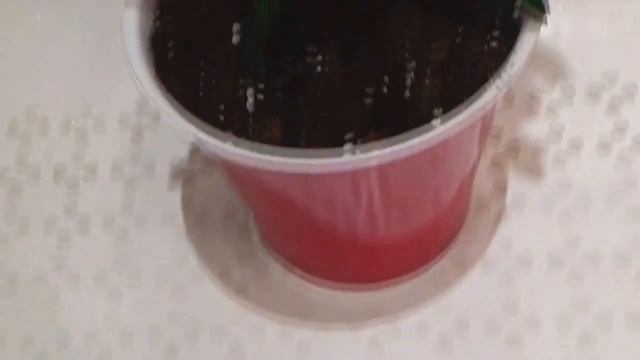 Новичок Олеандр