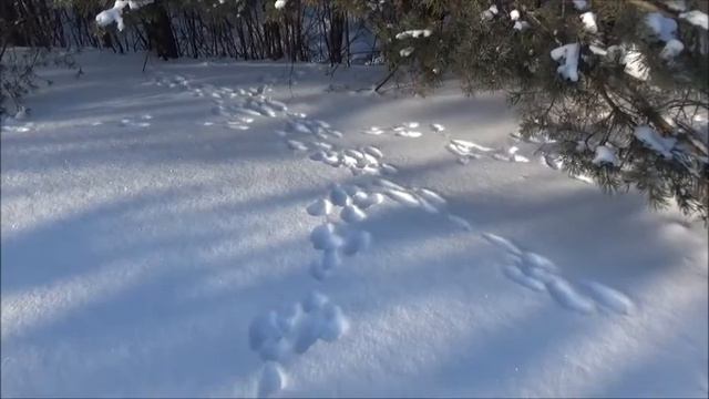 Следы в зимнем лесу.Заячьи тропы. смотреть онлайн