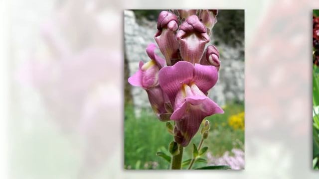 Антирринум большой, львиный зев (Antirrinum majalis) - ценнейшее декоративное многолетнее растение смотреть онлайн