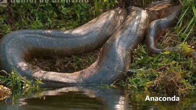Monster Anaconda vs Python Part 2 What is the biggest snake in the world смотреть онлайн