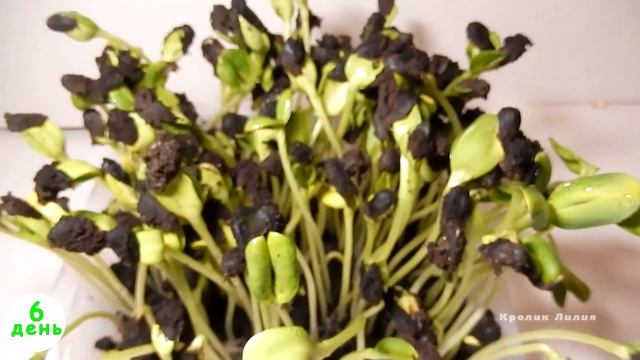 Проращиваем подсолнух для кролика. Вкусное лакомство за 7 дней в домашних условиях. смотреть онлайн
