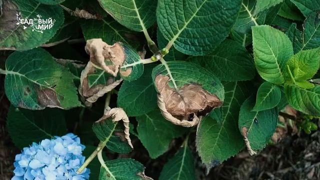 ФЕРТИКА: КРИСТАЛОН ДЛЯ ГОРТЕНЗИЙ И АЗАЛИЙ смотреть онлайн