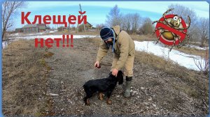 СРЕДСТВО от КЛЕЩЕЙ. Чем я обрабатываю собаку и свою одежду от клещей.