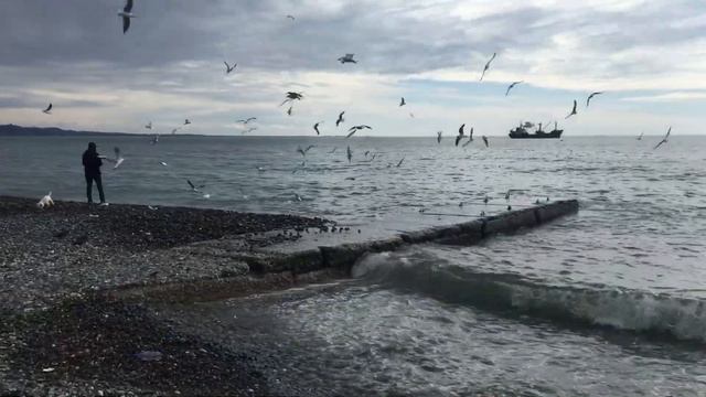 Сухум.Море.Чайки. смотреть онлайн
