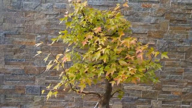 Покупаем только здоровый бонсай! Как выбрать здоровый бонсай?  How To Buy A Healthy Bonsai