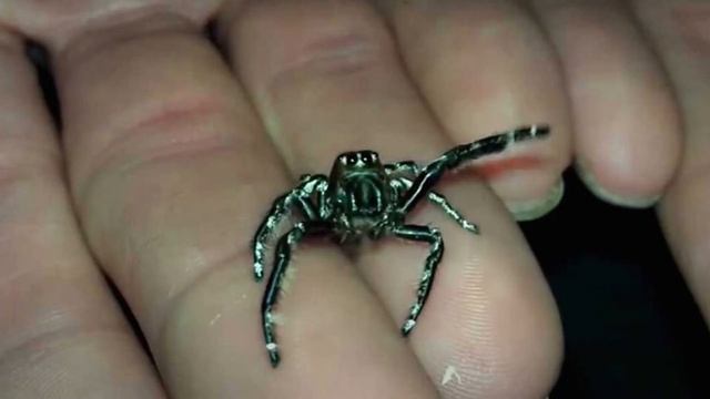 Почему мы боимся пауков? смотреть онлайн