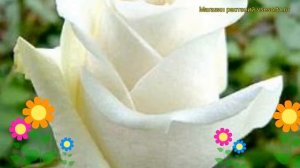 Роза чайно-гибридная Боинг. Краткий обзор, описание характеристик, где купить саженцы Boeing