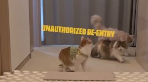 Funny Cat Paper Cup Challenge!