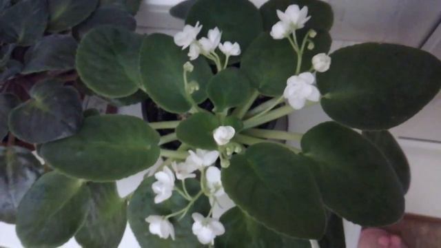 Мои фиалки в кухне смотреть онлайн