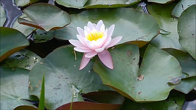 HOFFNUNG. „Wenn die Hoffnung nicht wär..." 1737. Schwäbisches Volkslied. смотреть онлайн