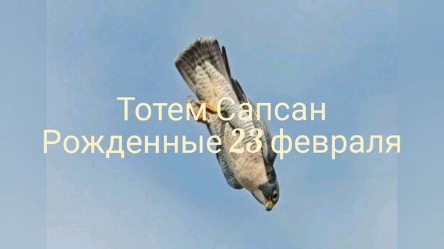 Тотем Сапсан рожденные 23 февраля смотреть онлайн