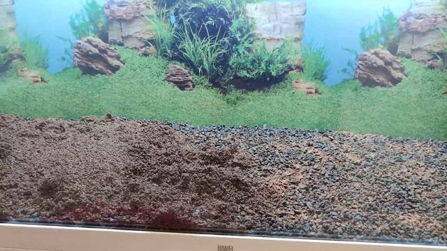 Часть вторая Запуск аквариума Juwel Rio 450. Новый дом Дискусов. Растительный аквас на грунтах JBL смотреть онлайн