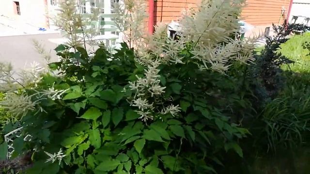 #Волжанка.Многолетик Арункус.#Многолетник смотреть онлайн