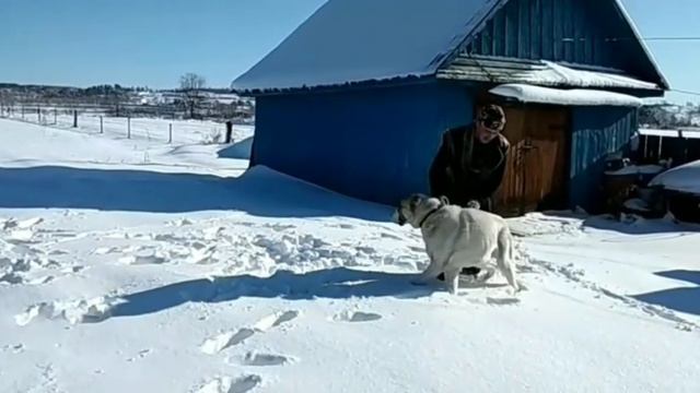 Выпускник питомника Тимерташ Шерхан Бай (Благовещенск) 11 месяцев Еще больше информации на сайте ww смотреть онлайн