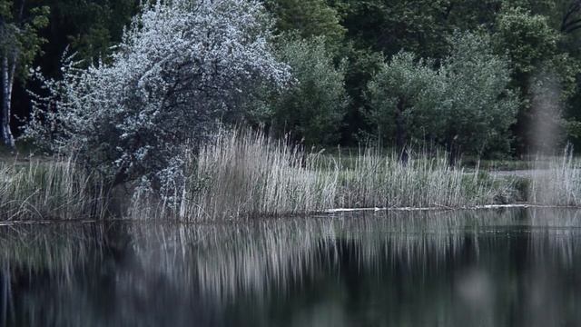 Пруд в парке победы. Кваканье лягушек и ныряющая утка :) Пришло лето! смотреть онлайн