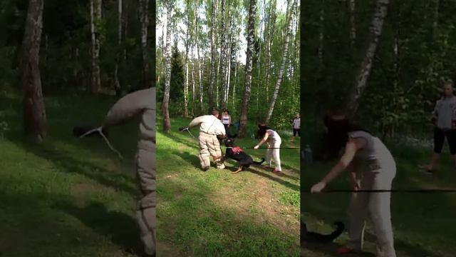 Кане Корсо атакует смотреть онлайн
