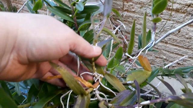 Orquídeas, lavandula dentata, lindas do meu jardim. смотреть онлайн