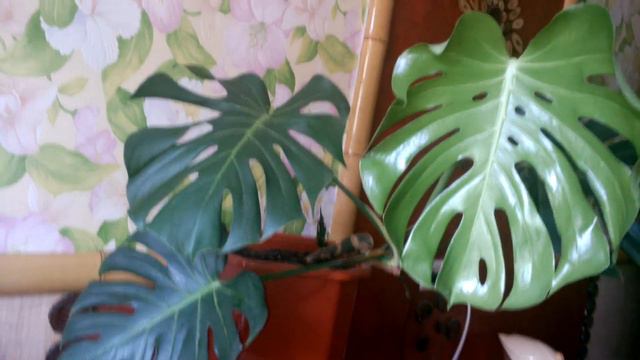 Монстера после пересадки смотреть онлайн