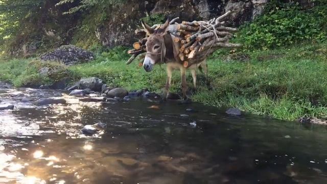 ACASALAMENTO DE JUMENTO COM ÉGUA