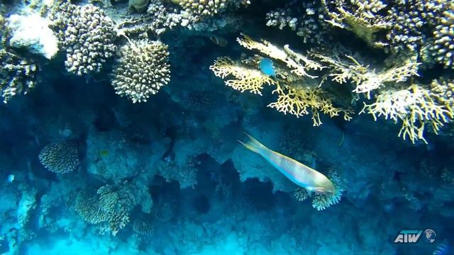 Остров Paradise | Снорклинг с Наполеоном и гигантская мурена | Хургада | Египет смотреть онлайн