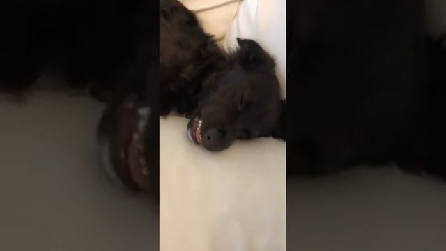 злится во сне смотреть онлайн