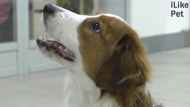 Как почистить уши собаке? смотреть онлайн