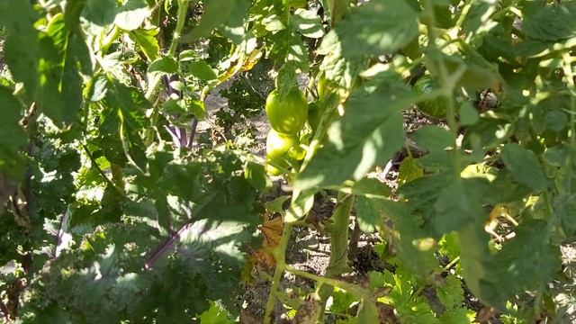 Японский трюфель на фоне томатов 2020 года. Сибирь смотреть онлайн