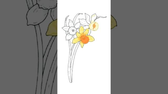 Нарциссы, акварель ?? смотреть онлайн