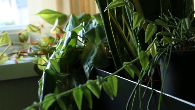 How to style indoor planter box // Presenting Plants Eps.2 смотреть онлайн