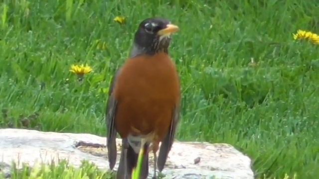 Panasonic HC-V250 Camcorder: Testing the zoom capabilities смотреть онлайн