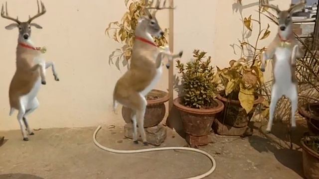 magic танцующие алени ??????? смотреть онлайн