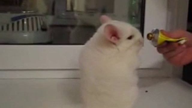 Шиншилла и клей момент! забавные животные cute animals смотреть онлайн