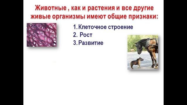 История развития зоологии  Современная зоология