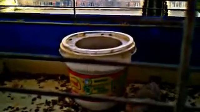 Амадинки - смотреть онлайн