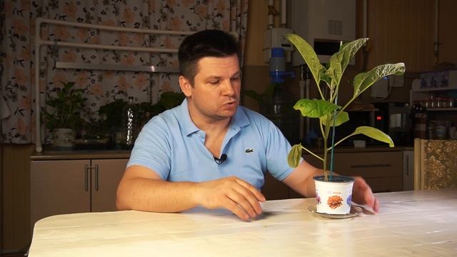 Выращивание баклажанов в Подмосковье в теплице. Рассада в домашних условиях, апрель. смотреть онлайн