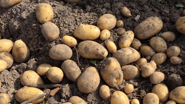 Картофель Королева Анна смотреть онлайн